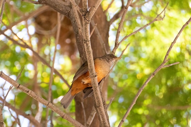 Free download bird rufous bellied thrush free picture to be edited with GIMP free online image editor