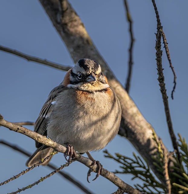 Free download bird rufous collared sparrow free picture to be edited with GIMP free online image editor