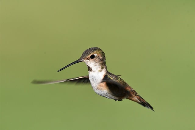 Free download bird rufous hummingbird ornithology free picture to be edited with GIMP free online image editor