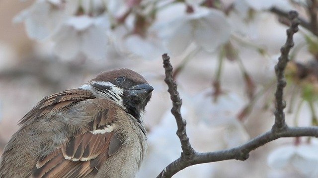 Free download Bird Sakura Spring Cherry -  free photo or picture to be edited with GIMP online image editor