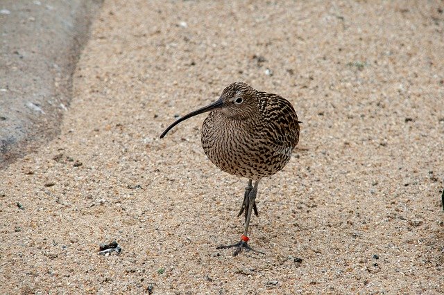 دانلود رایگان Bird Sand - عکس یا تصویر رایگان قابل ویرایش با ویرایشگر تصویر آنلاین GIMP