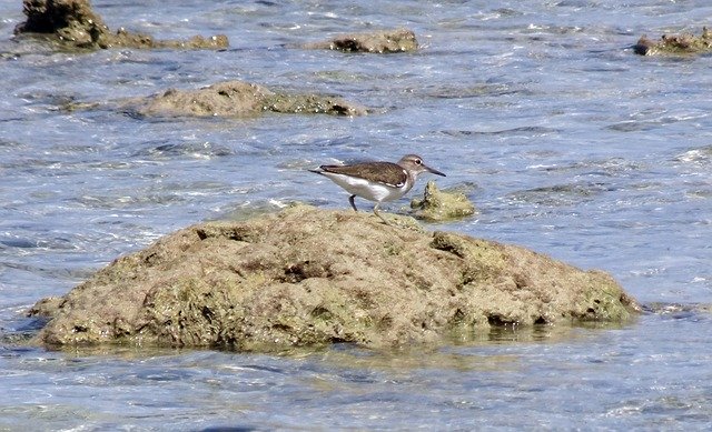 Free download Bird Sandpiper Common -  free photo or picture to be edited with GIMP online image editor