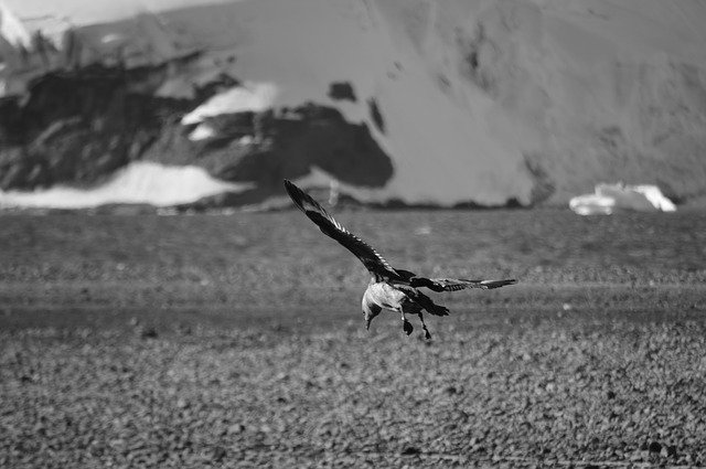 Free download Birds Antarctica Antarctic -  free photo or picture to be edited with GIMP online image editor