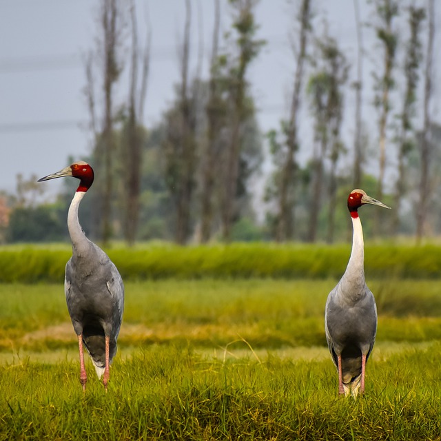 Free download birds beak feathers grass avian free picture to be edited with GIMP free online image editor