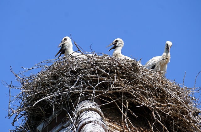 Free download birds bird nest storks nest free picture to be edited with GIMP free online image editor