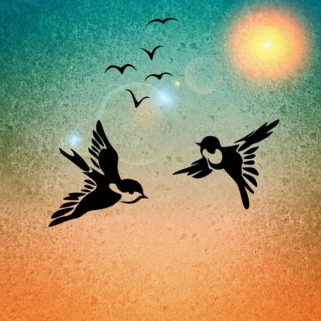 Free download Birds Bird Pair -  free illustration to be edited with GIMP free online image editor