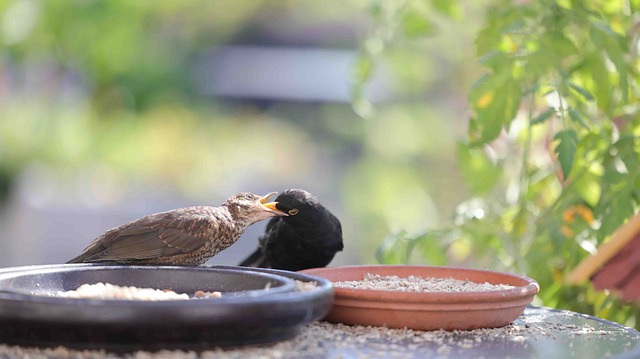 Free download birds blackbird feeding nature free picture to be edited with GIMP free online image editor