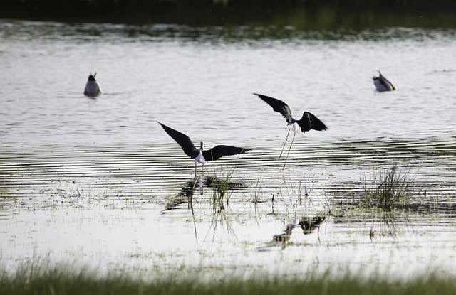 Free download birds black stilt ornithology free picture to be edited with GIMP free online image editor