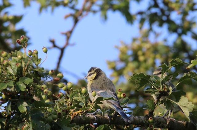 Free download birds blue tit juvenile free picture to be edited with GIMP free online image editor