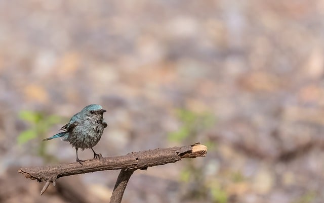 Free download birds branch beak animal avian free picture to be edited with GIMP free online image editor