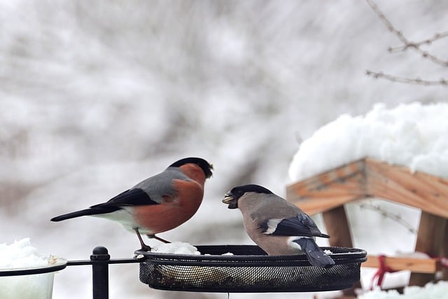 Free download birds bullfinch feeding snow cold free picture to be edited with GIMP free online image editor