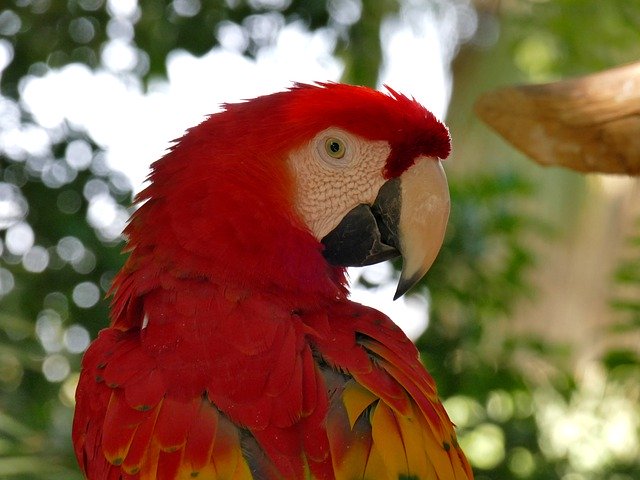 Free download Bird Scarlet Macaw -  free photo or picture to be edited with GIMP online image editor