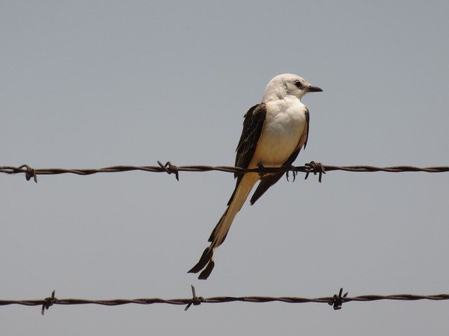 Free download Bird Scissortail Spring -  free photo or picture to be edited with GIMP online image editor