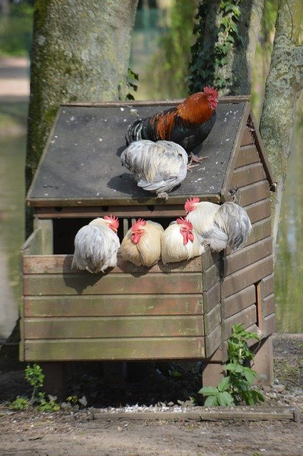 Download grátis Birds Cock Hen - foto ou imagem grátis para ser editada com o editor de imagens online GIMP