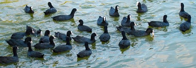 Free download birds coots feathers black beak free picture to be edited with GIMP free online image editor