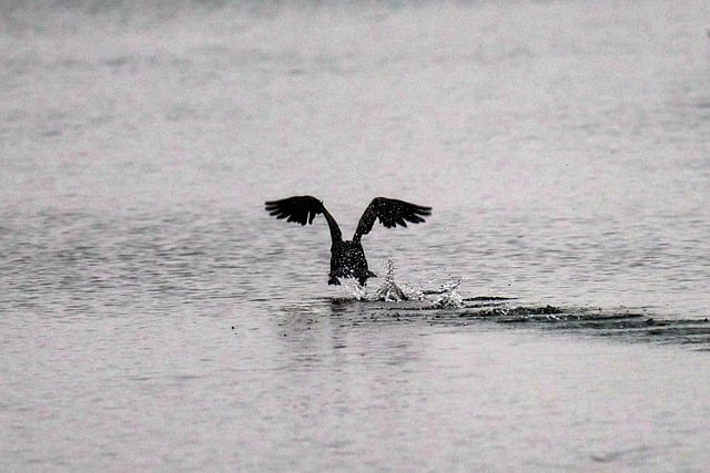 Free download birds cormorant ornithology species free picture to be edited with GIMP free online image editor