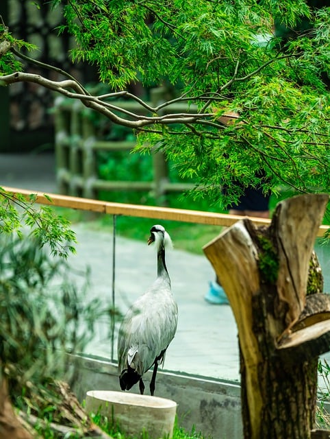 Free download birds crane demoiselle crane animal free picture to be edited with GIMP free online image editor