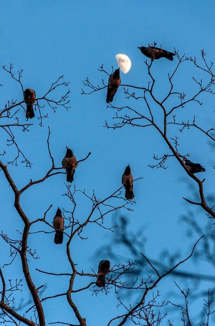 Free download birds crows tree flock branches free picture to be edited with GIMP free online image editor