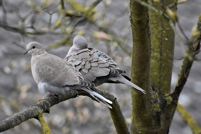 Tải xuống miễn phí Birds Dove Nature - ảnh hoặc ảnh miễn phí được chỉnh sửa bằng trình chỉnh sửa ảnh trực tuyến GIMP