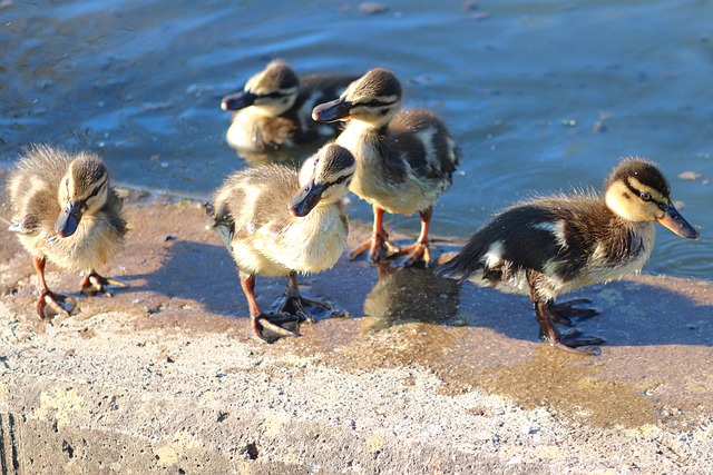 Free download birds ducklings ducks mallard free picture to be edited with GIMP free online image editor