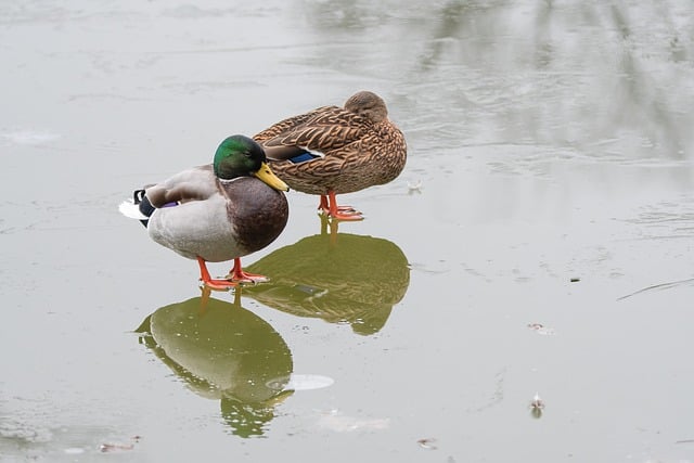 Free download birds ducks frozen lake outdoors free picture to be edited with GIMP free online image editor