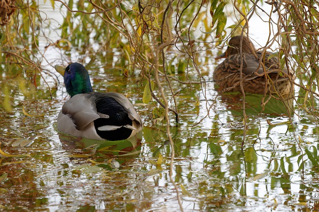 Free download birds ducks pond waterbirds free picture to be edited with GIMP free online image editor