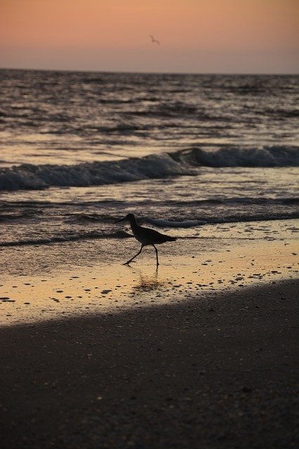 Free download Bird Seagull Beach -  free photo or picture to be edited with GIMP online image editor