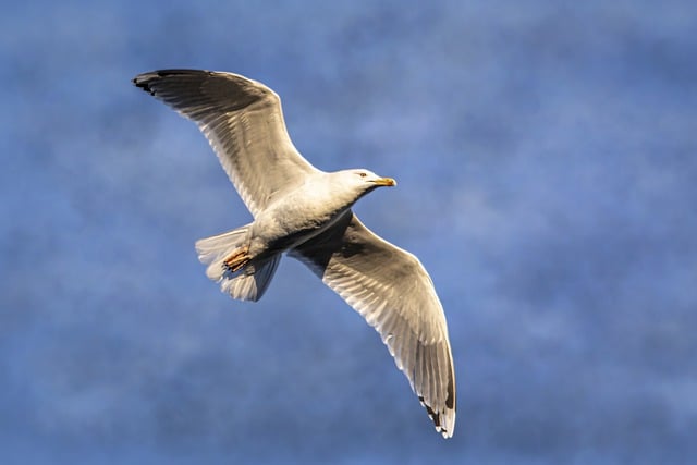 Free download Bird Seagull Gull -  free photo or picture to be edited with GIMP online image editor