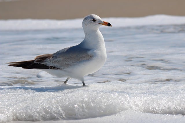 Free download bird seagull ornithology foam free picture to be edited with GIMP free online image editor