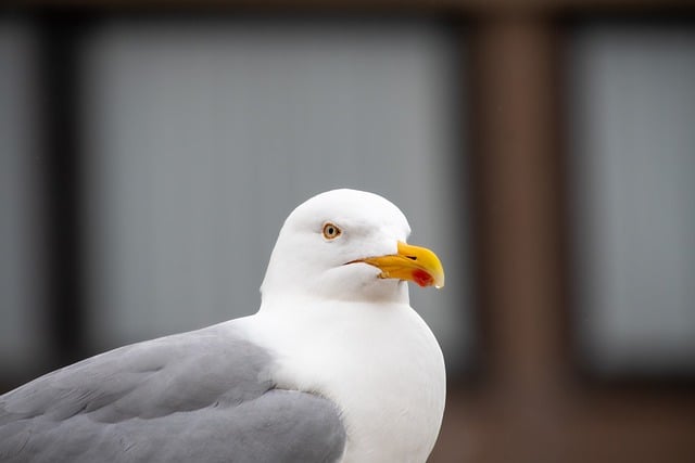 Free download bird seagull ornithology species free picture to be edited with GIMP free online image editor