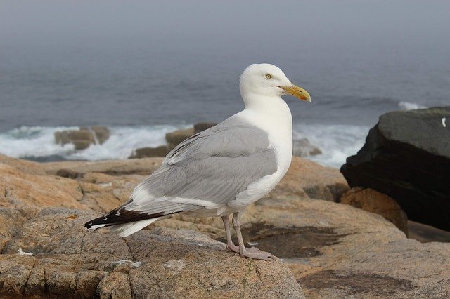 Free download Bird Seagull Sea free photo template to be edited with GIMP online image editor