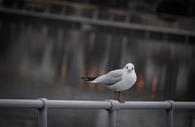 Free download bird seagull sea animal ankara free picture to be edited with GIMP free online image editor