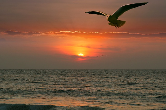 Free download bird seagull sunset sky sea free picture to be edited with GIMP free online image editor