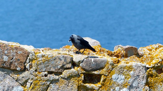 Free download Bird Sea Natural -  free photo or picture to be edited with GIMP online image editor