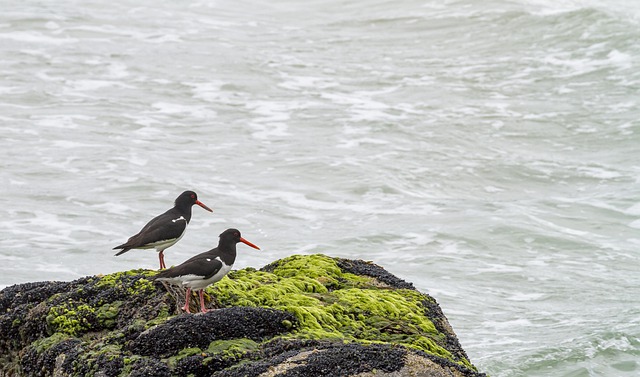 Free download bird sea urchin stone moss alga free picture to be edited with GIMP free online image editor