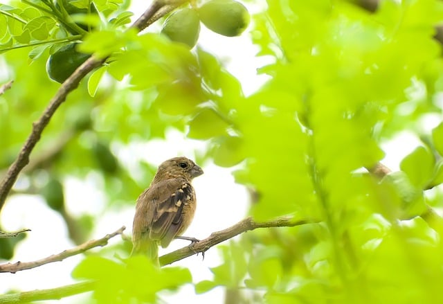 Free download bird seed eater wildlife brown free picture to be edited with GIMP free online image editor