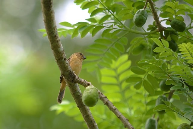 Free download bird seed eater wildlife nature free picture to be edited with GIMP free online image editor