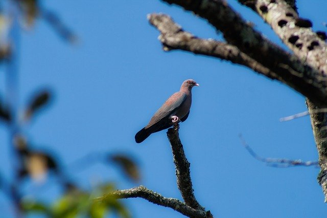 Free download Birds El Salvador Nature -  free photo or picture to be edited with GIMP online image editor