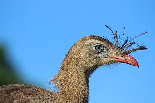 Free download Bird Seriema Animal -  free photo or picture to be edited with GIMP online image editor