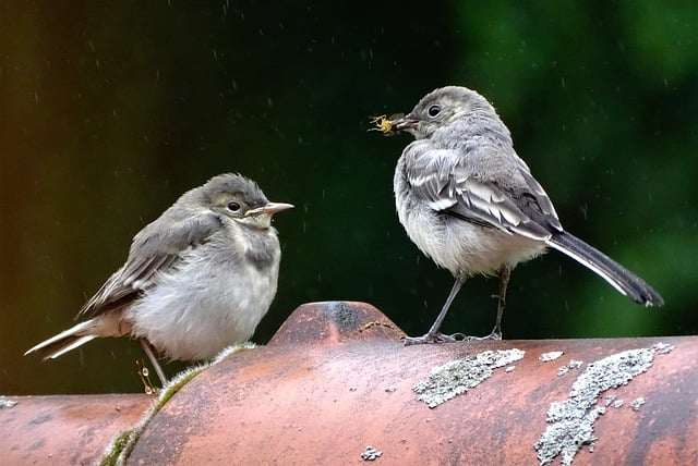 Free download birds feeding close up macro free picture to be edited with GIMP free online image editor