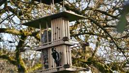 Free download Birds Feeding Woodpecker Great -  free video to be edited with OpenShot online video editor