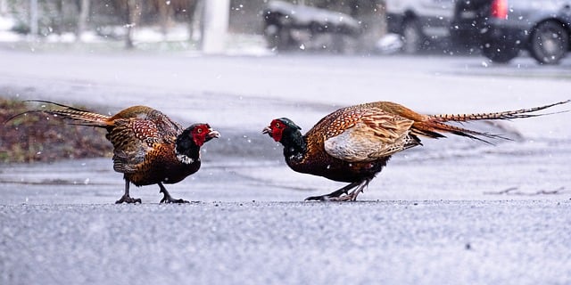 Free download birds fight snow winter flight free picture to be edited with GIMP free online image editor