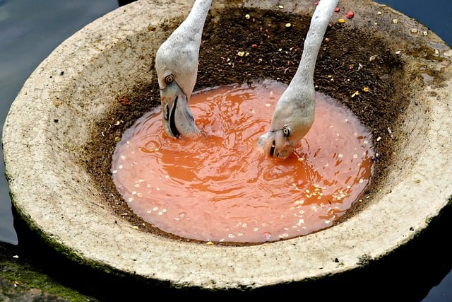 Free download birds flamingo ornithology species free picture to be edited with GIMP free online image editor