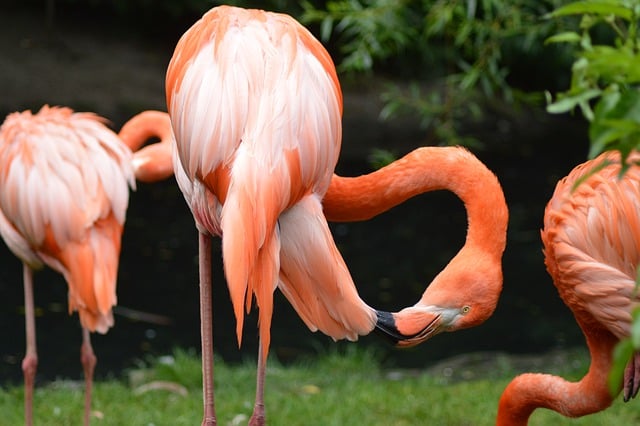 Free download birds flamingos zoo wildlife free picture to be edited with GIMP free online image editor