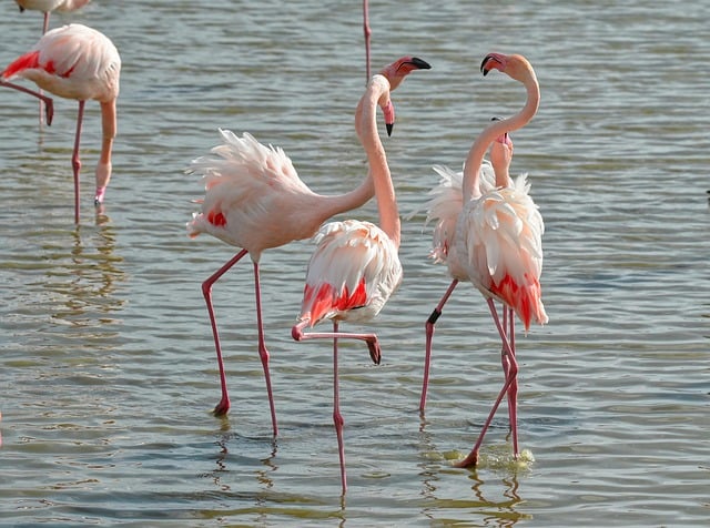 Free download birds flemish feathers camargue free picture to be edited with GIMP free online image editor