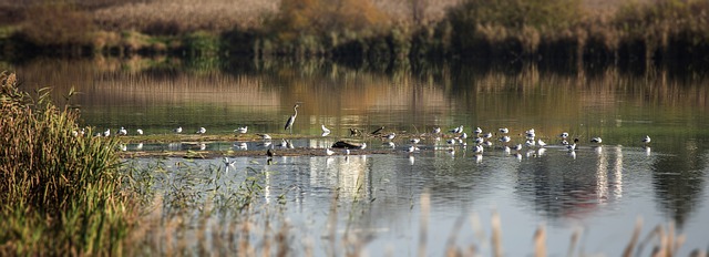 Free download birds flock ornithology species free picture to be edited with GIMP free online image editor