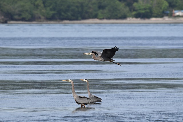 Free download birds flying heron ornithology free picture to be edited with GIMP free online image editor