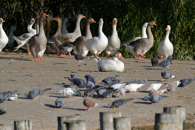 Free download birds geese pigeons lakeshore free picture to be edited with GIMP free online image editor