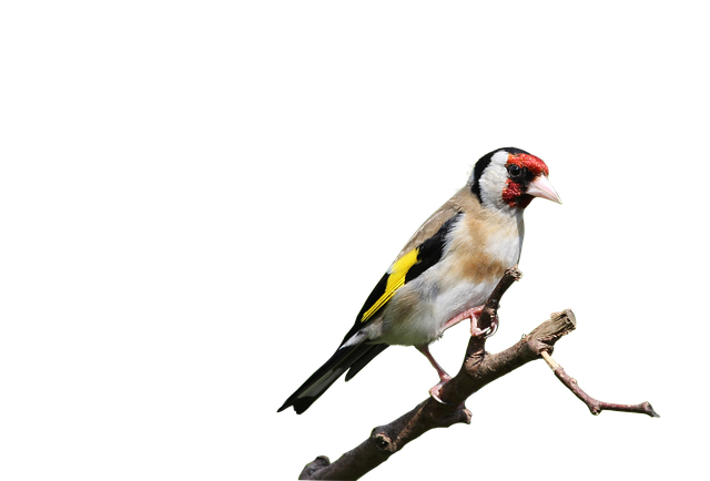 Free download Birds Goldfinch Nature -  free photo or picture to be edited with GIMP online image editor