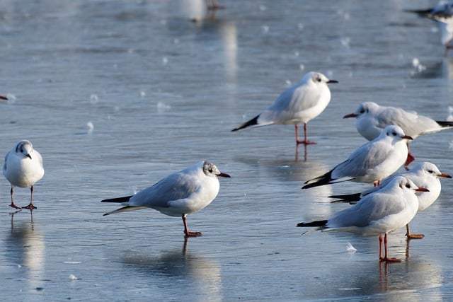 Free download birds gulls feathers beak standing free picture to be edited with GIMP free online image editor